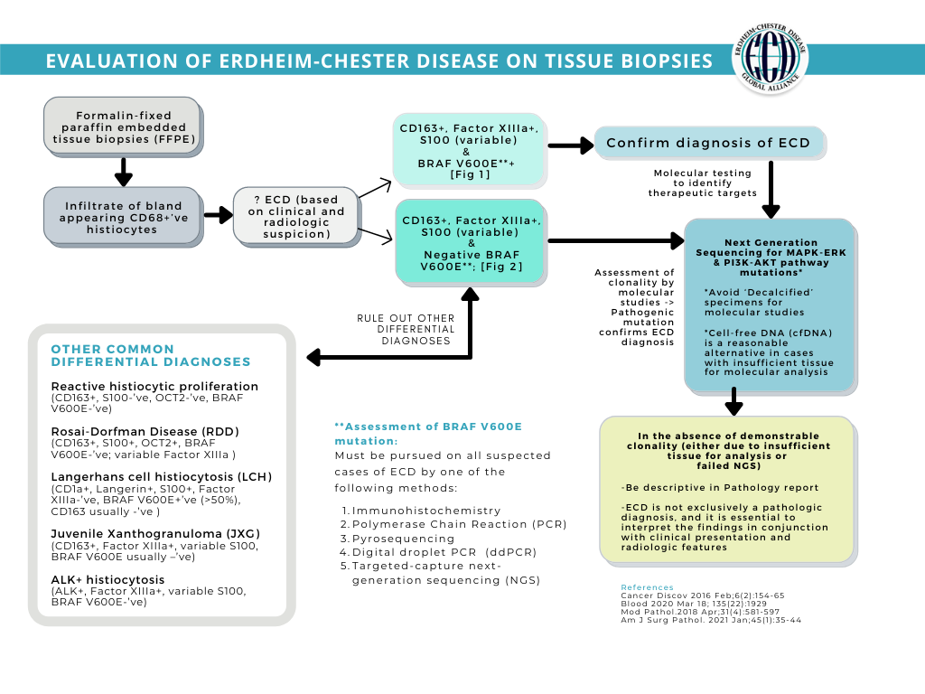 ErdheimChester Disease Global Alliance